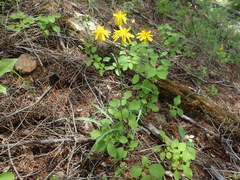 Crepis atribarba