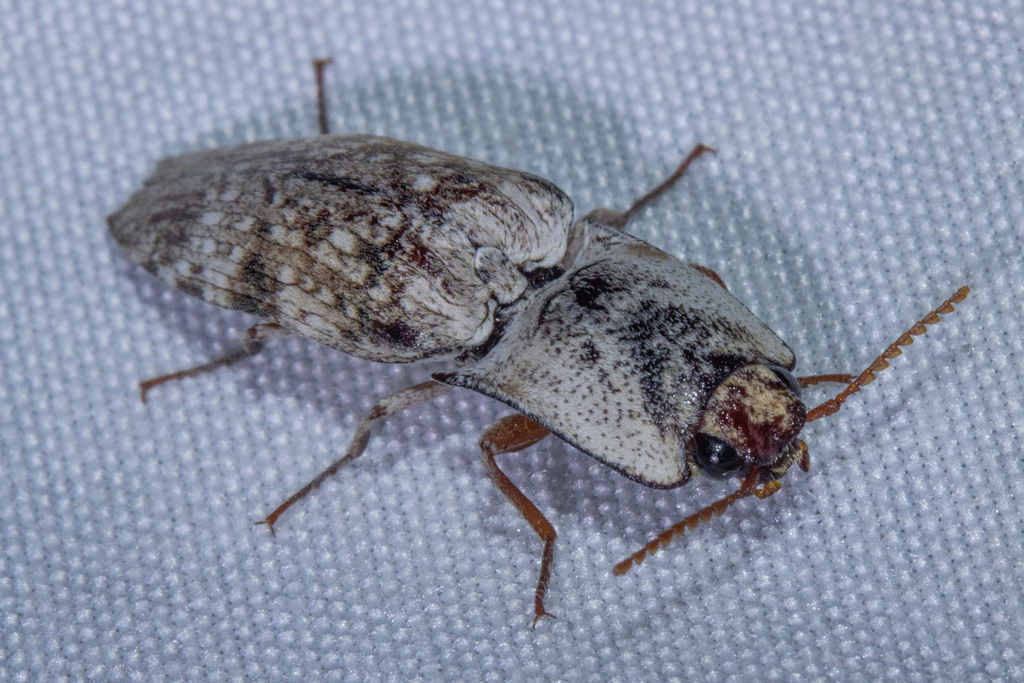 Cryptalaus carinulatus