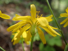 Crepis atribarba