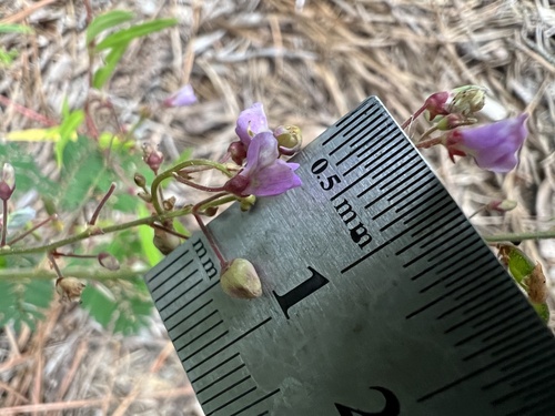 Image of Desmodium ciliare by (c) Anne Parker, some rights reserved (CC BY)
