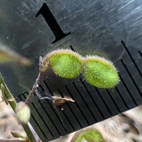 Image of Desmodium ciliare by (c) Anne Parker, some rights reserved (CC BY)