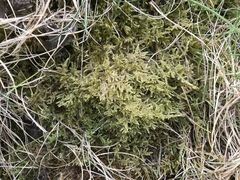 Hypnum jutlandicum