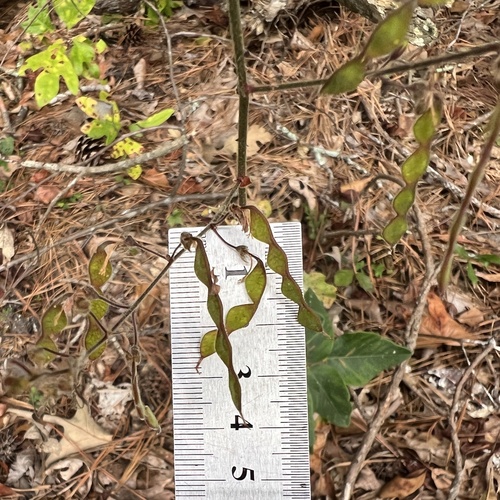 Image of Desmodium viridiflorum by (c) Anne Parker, some rights reserved (CC BY)
