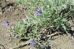 Lupinus kuschei