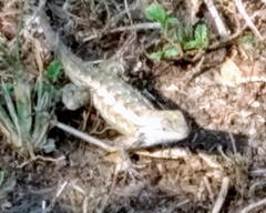 Sceloporus olivaceus