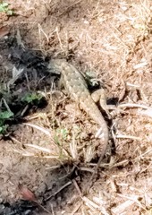 Sceloporus olivaceus