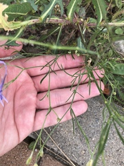 Delphinium consolida