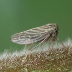 Megophthalminae