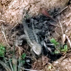 Sceloporus olivaceus