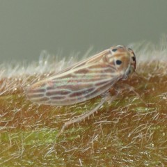 Megophthalminae