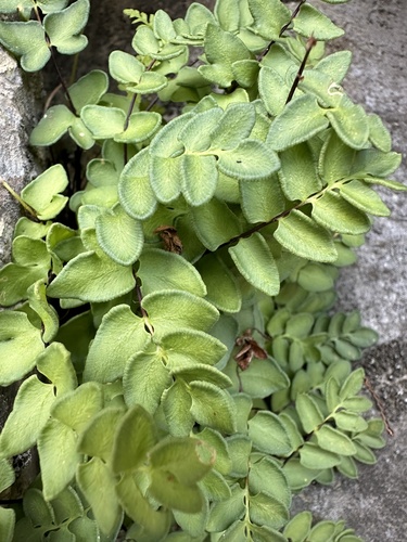 Image of Pellaea breweri by (c) Melanie J. Davis, some rights reserved (CC BY)