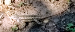 Sceloporus olivaceus