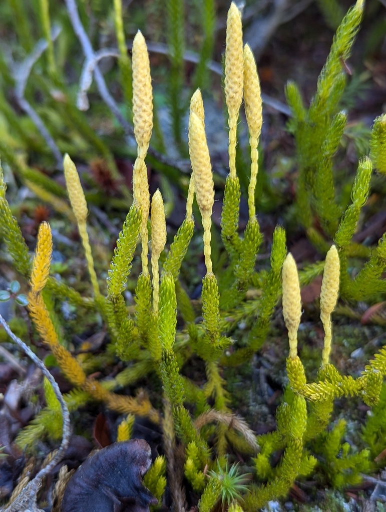 arctic stag's-horn clubmoss