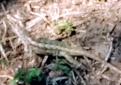 Sceloporus olivaceus