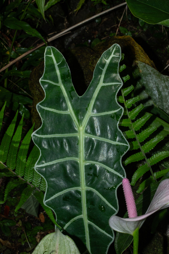 African Mask Plant (Alocasia ×)