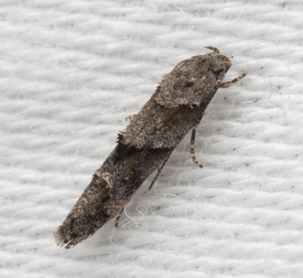 Mompha pecosella