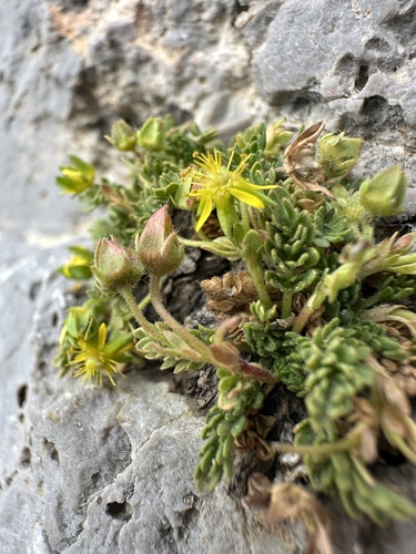 Image of Ivesia jaegeri by (c) Melanie J. Davis, some rights reserved (CC BY)