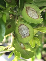 Calonectria pseudonaviculata