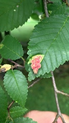 Tetraneura