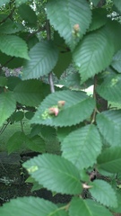 Tetraneura