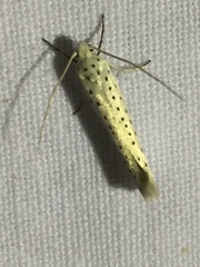 Yponomeuta evonymella