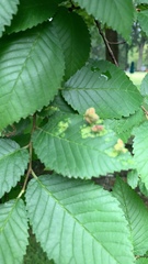 Tetraneura