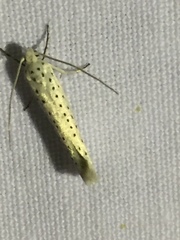Yponomeuta evonymella