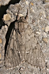 Acronicta americana