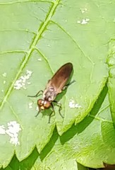 Eudioctria sackeni