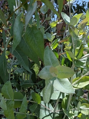 Eucalyptus cinerea