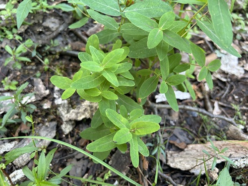 Image of Hypericum virginicum by (c) Branson Khounvichith, some rights reserved (CC BY-SA)