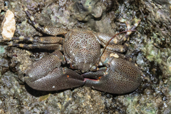 ミナミカニダマシ
