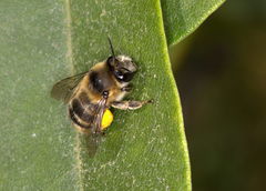 Anthophora aestivalis