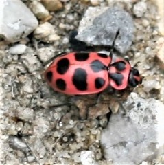 Coleomegilla maculata lengi