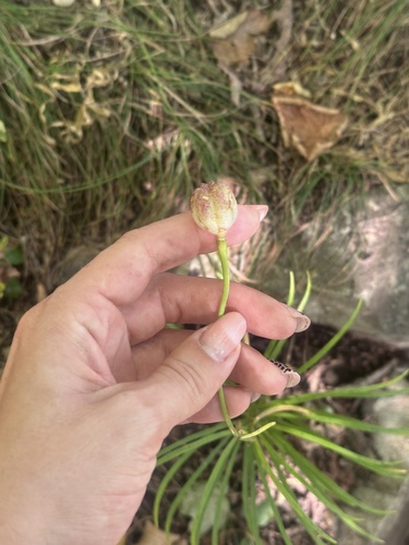 Image of Lilac Lily (Lilium cernuum) by (c) Tatyana Petrenko, some rights reserved (CC BY)