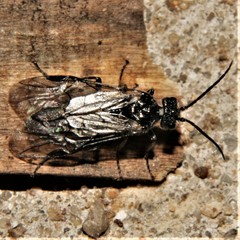 Dolerus nitens
