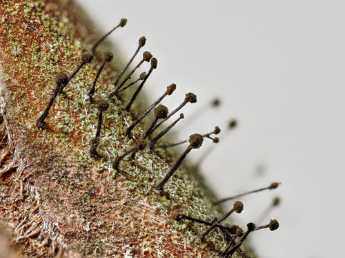 Rhododendron Blight