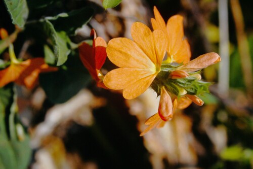 Firecracker-flower