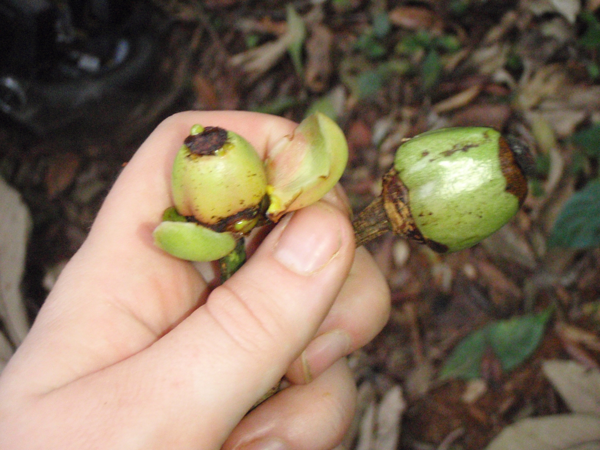 Msambo (Allanblackia stuhlmannii)
