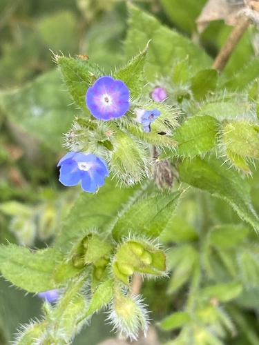 Pentaglottis sempervirens