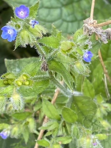 Pentaglottis sempervirens