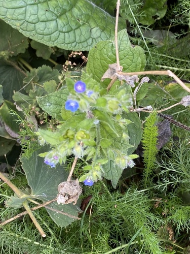 Pentaglottis sempervirens