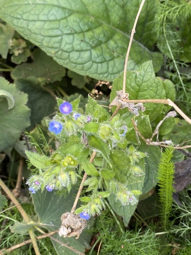 Pentaglottis sempervirens