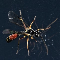 Tryphoninae