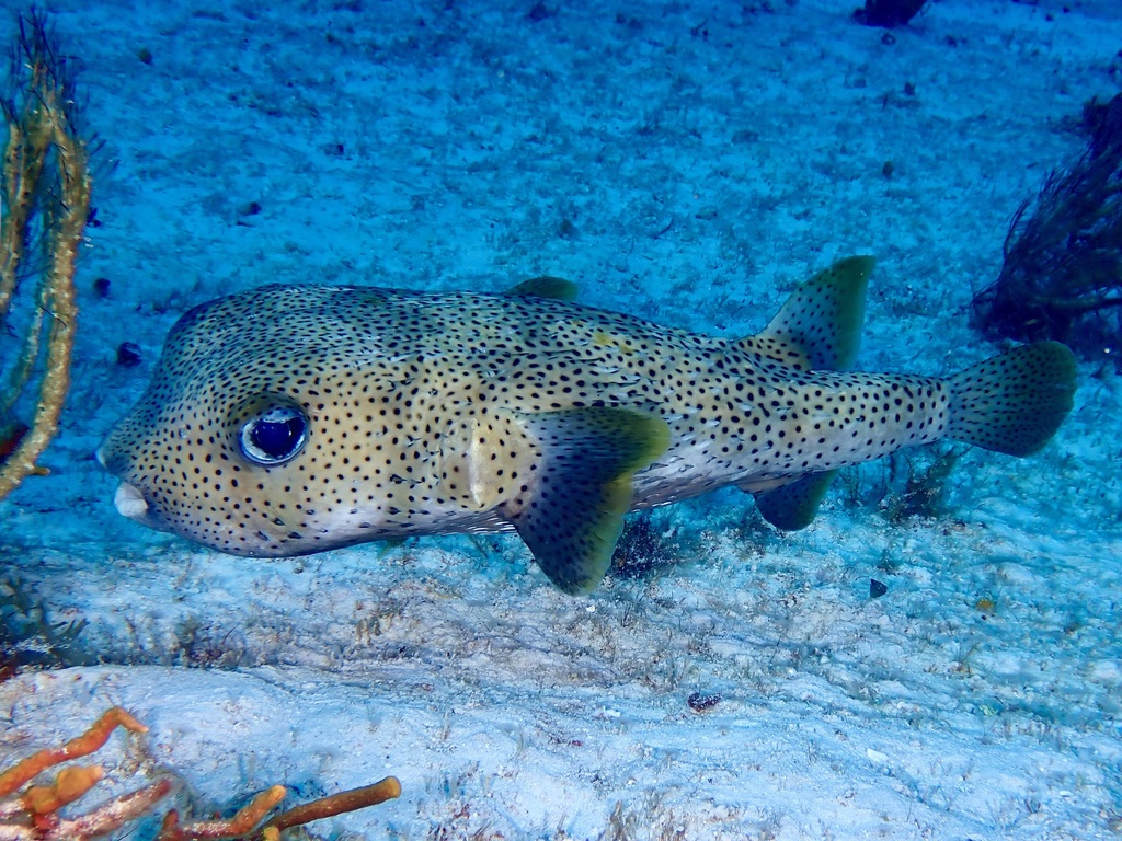 Porcupinefish