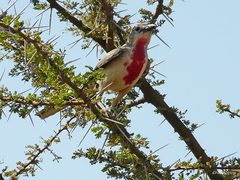 Rhodophoneus cruentus