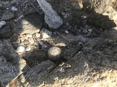 Mammillaria insularis