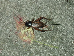 Gryllus rubens