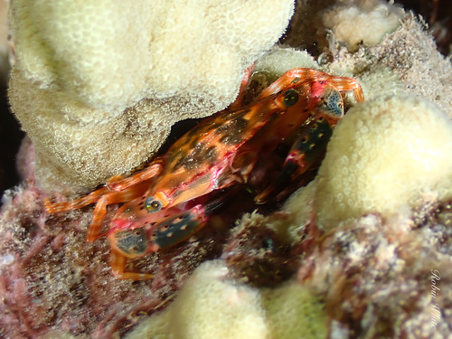 Thalamitoides quadridens observed 2024-09-10