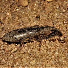 Lixus concavus